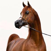 الأسيفة محبة الرحمن