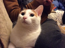 Dorian