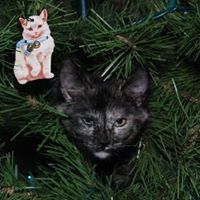 holly bouchard smith