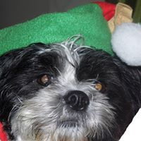 Jimmy Mac Sheóinín