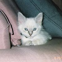 Chrisy 'Johnson' Opsal