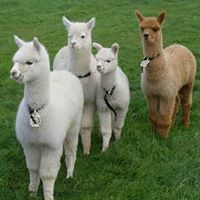 محمد دنزيرة