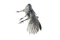 Гора Зелена