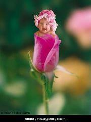 Walaa Ahmed