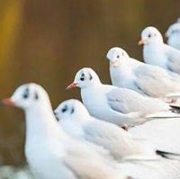 هناء ابوسيف