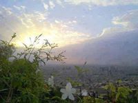 Wafaa Muhammad
