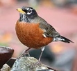 Robin