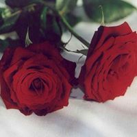 بتول المغربي