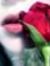 Lolea Foad