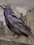 Rex Corvinus