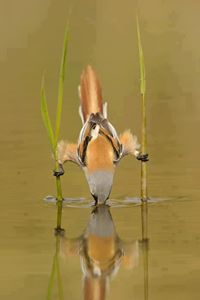 المصطفى أبوصولة