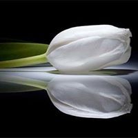 فاطمة سليمان