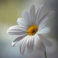 Hisham Abbas