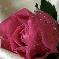 سارة عبد الرحمن