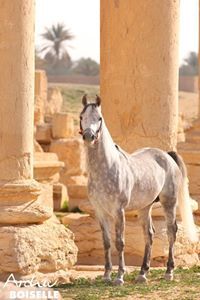 Bajad Sy