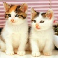 غيداء إبراهيم