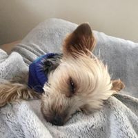 Deborah Torrey Scheidt