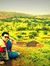 CA Sanchit