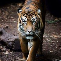 Магомед Магомедов