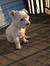 Halley
