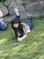 Janin A...