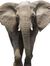 Gajah Abl