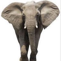 Gajah Abl
