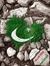 Yasir A...