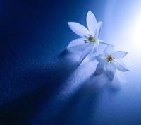 إيناس الحوراني