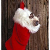 Amanda Cheatwood-Dunn