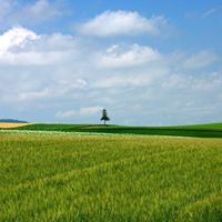 Symon Stand On Stone