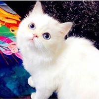 اميرة الصمت