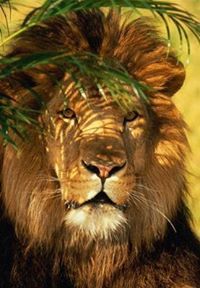 اسامة ابراهيم