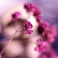 فلة الينابيع