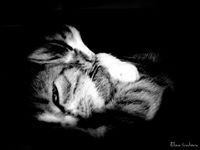 Ренета Лозанова