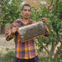 الزغبى لنحل