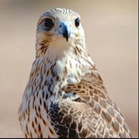 علي الحميقاني