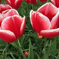 ظآآمي سرآآبك