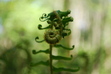 Fernleaf