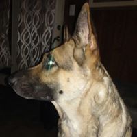 Casey Hollandsworth-Sherron