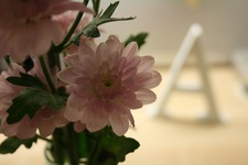 آمنه الشكيلي