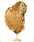 Teri