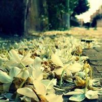 Razan A. Touma
