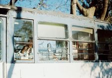 หมี ตลิ่งชัน