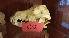 Ed Wolf