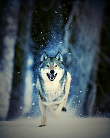 Wolf Lover