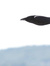 Corvus