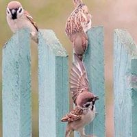 دعاء المصري