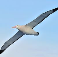 ملاذ السباعي