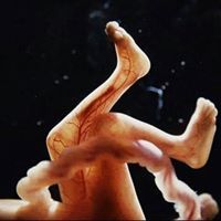 رانيا الباجوري